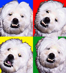 Sammy the dog expressions pop art