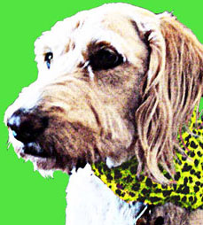 Zimmie dog pop art